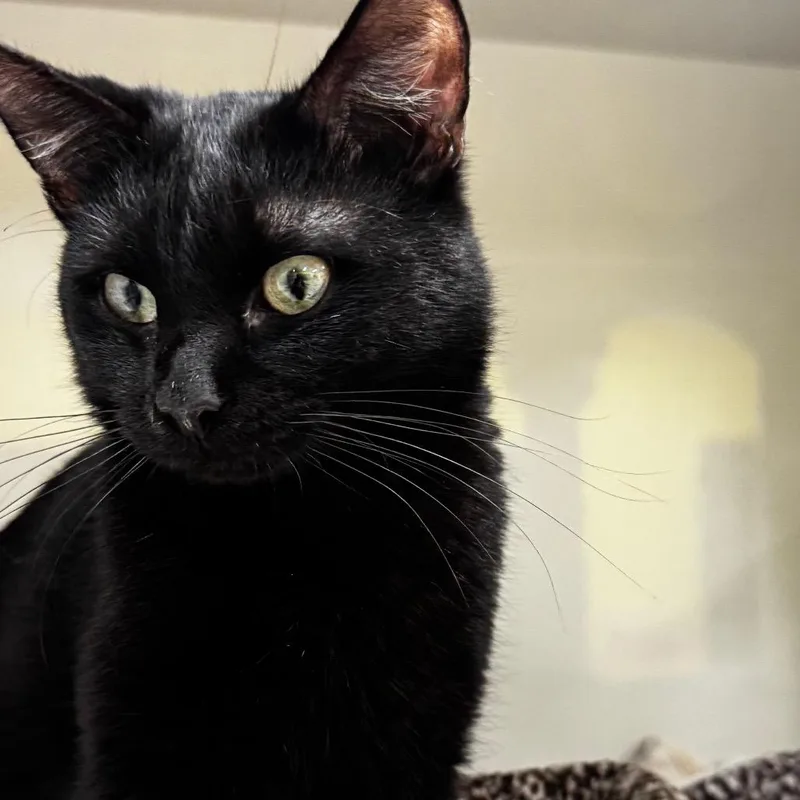 An adult medium-sized male Black Domestic Short Hair cat named Geil for adoption in Wheeling, IL