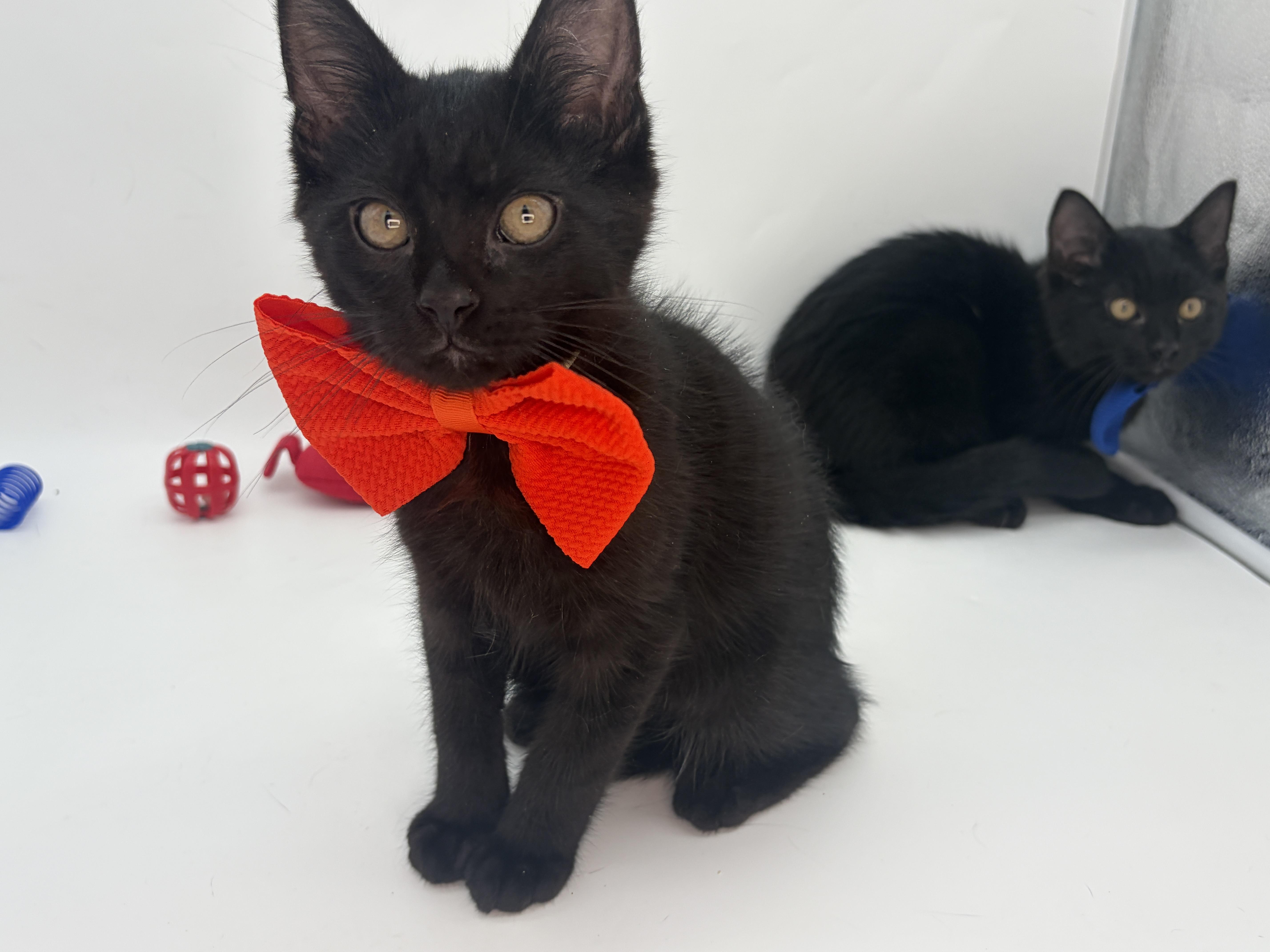 A baby medium-sized male Black Domestic Short Hair cat named Batman & Robin for adoption in Lucedale, MS