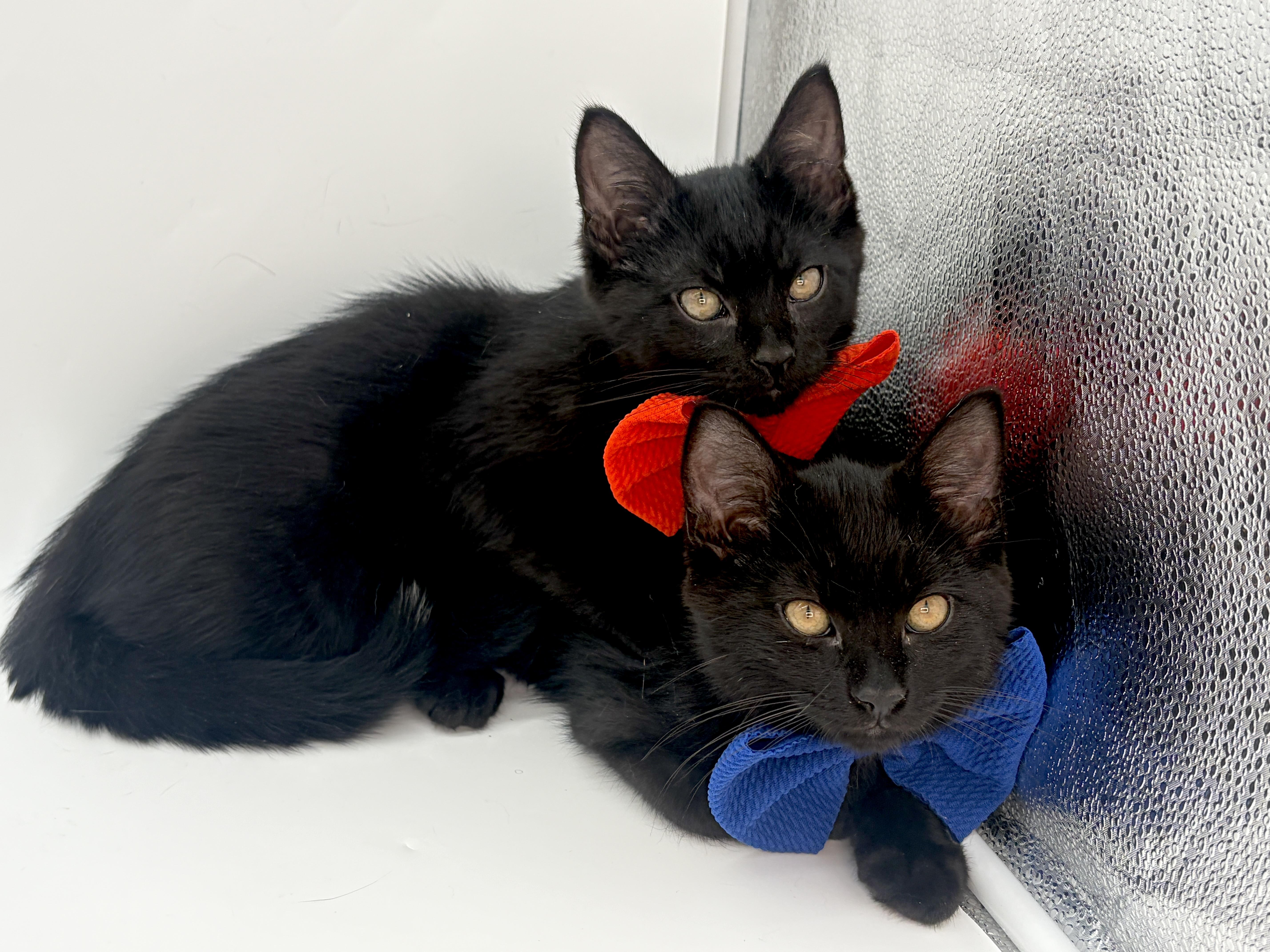 Batman & Robin thumbnail 3