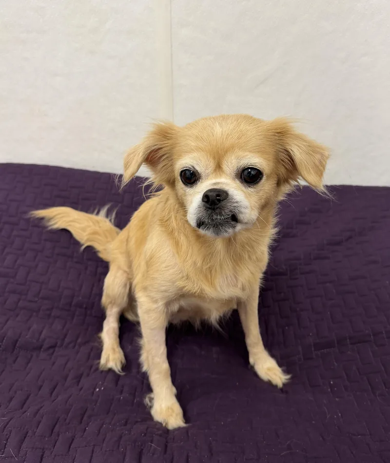 Goldenberry thumbnail 2