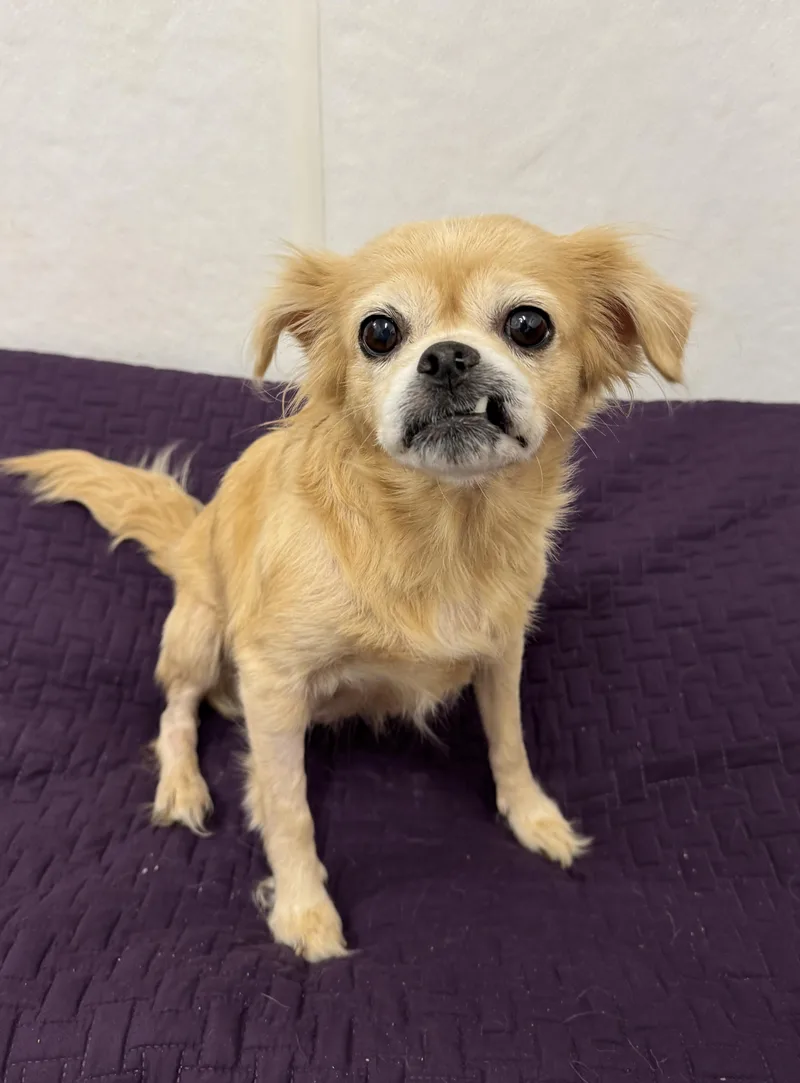 Goldenberry thumbnail 3