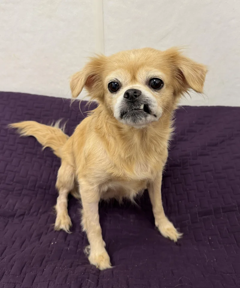 Goldenberry thumbnail 4