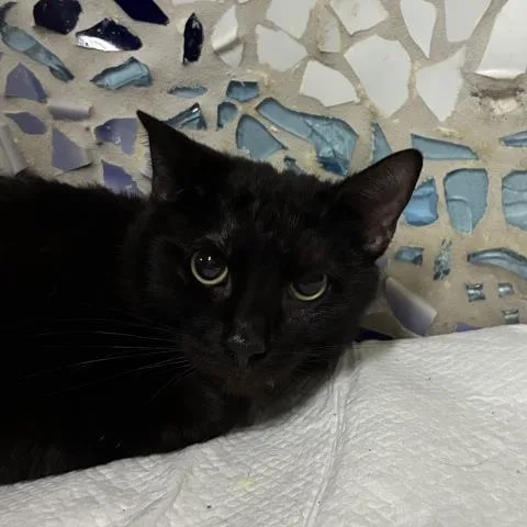 A young medium-sized male Domestic Short Hair cat named Cornelius for adoption in Pensacola, FL