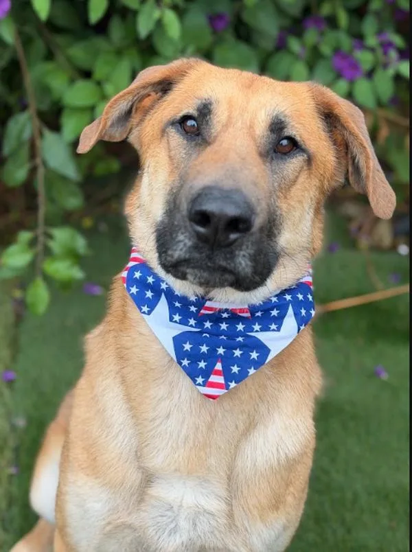 An adult large-sized male Anatolian Shepherd dog named Dax for adoption in Escondido, CA