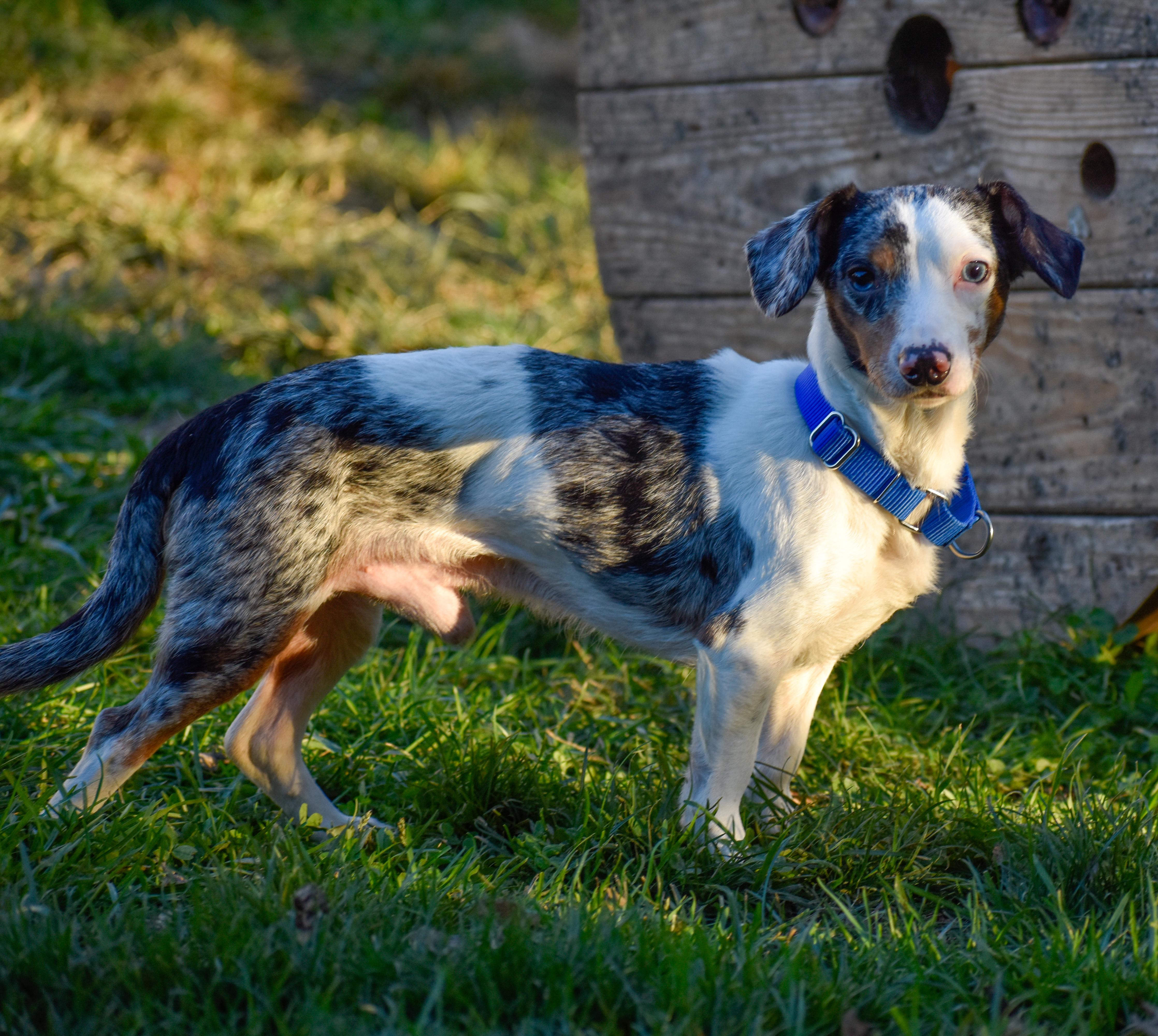 An adult small-sized male Dachshund dog named Toast for adoption in Indianapolis, IN