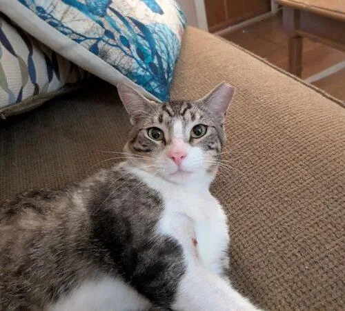 A young medium-sized male Tabby (Gray / Blue / Silver) Domestic Short Hair cat named Whisper for adoption in Tampa, FL