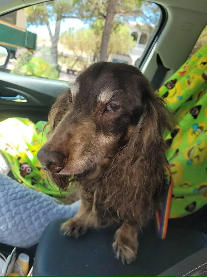 A senior small-sized male Dachshund dog named Cooper  Las Vegas for adoption in Los Angeles, CA
