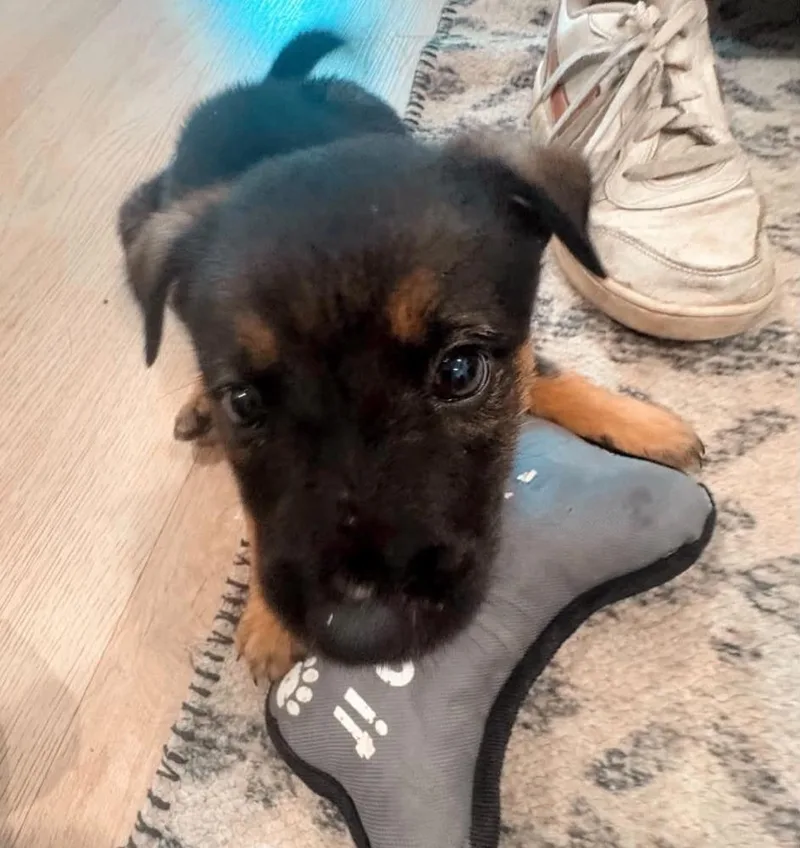 A baby medium-sized male Tricolor (Brown, Black, & White) German Shepherd Dog dog named Ozzy Osborne for adoption in Brewster , NY