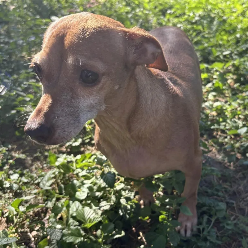 An adult small-sized female Yellow / Tan / Blond / Fawn Miniature Dachshund dog named Amari for adoption in Laredo, TX
