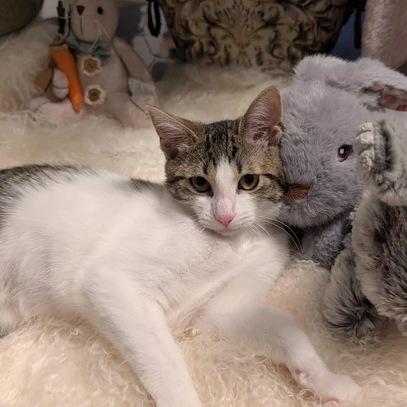 Fozzie Bear thumbnail 2