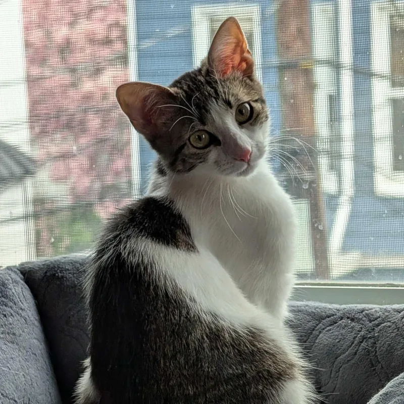 Fozzie Bear thumbnail 3