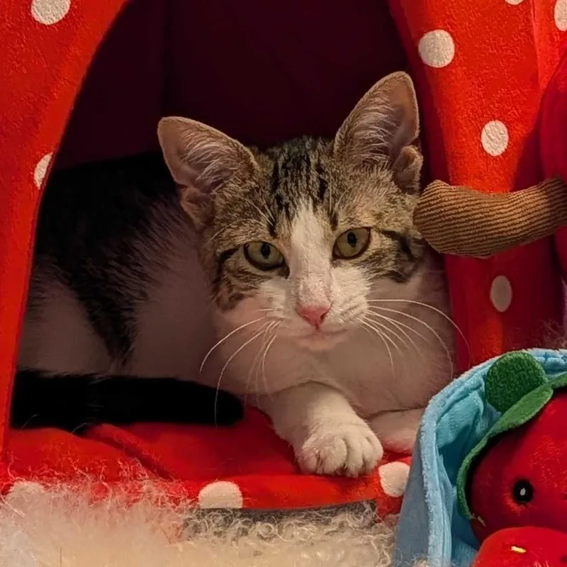 A baby small-sized female Tabby (Gray / Blue / Silver) Domestic Short Hair cat named Fozzie Bear for adoption in Weehawken, NJ