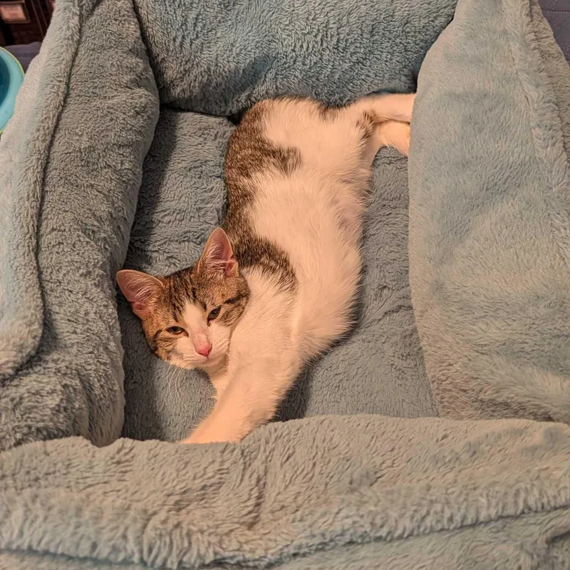 Fozzie Bear thumbnail 5