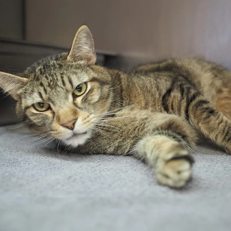 A senior large-sized male Brown / Chocolate Domestic Short Hair cat named Nelson for adoption in Austin, TX