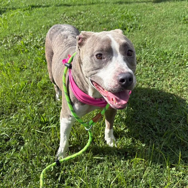 An adult medium-sized female Gray / Blue / Silver Mixed Breed dog named Vale for adoption in Greenville, SC