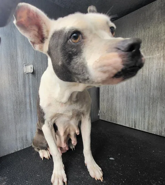 An adult medium-sized female American Staffordshire Terrier dog named Demya for adoption in San Antonio, TX