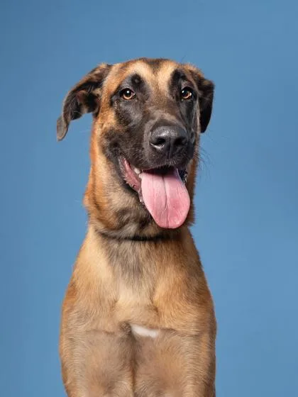 A young medium-sized male Great Dane dog named Rallo for adoption in Atlanta, GA