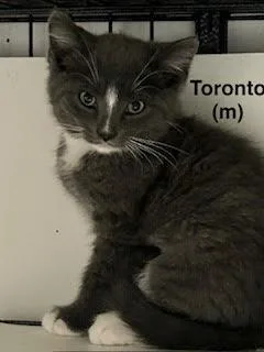 A baby medium-sized male Gray & White Domestic Short Hair cat named Toronto for adoption in Saugerties, NY