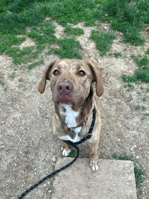 An adult medium-sized female Labrador Retriever dog named Lulu for adoption in Saint Peters, MO