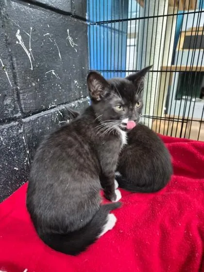 A baby medium-sized male Domestic Short Hair cat named Nebula for adoption in Savannah, GA