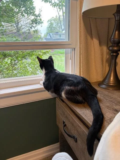 Word Search thumbnail 2