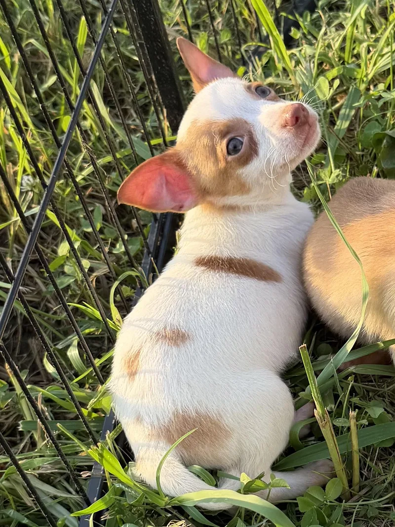 A baby small-sized male White / Cream Chihuahua dog named Toby for adoption in toledo, OH