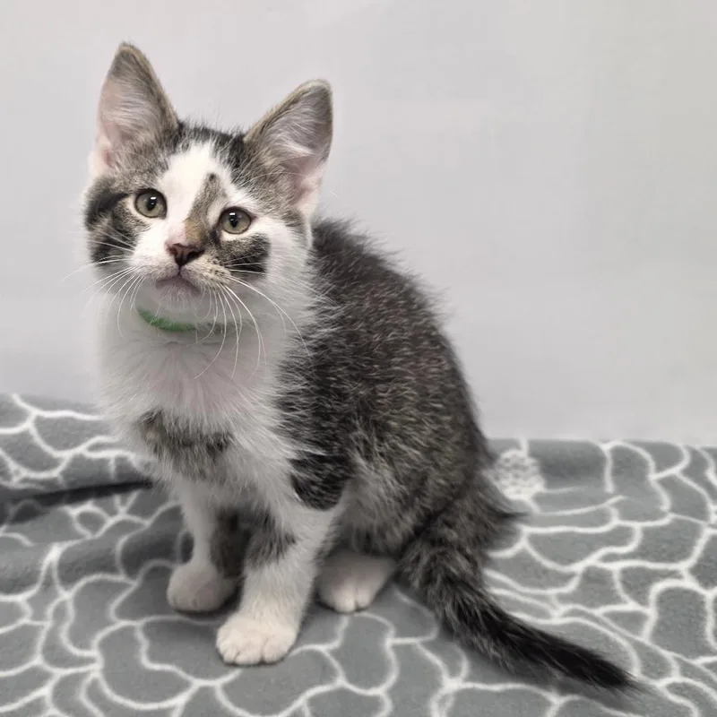 A baby small-sized male Gray / Blue / Silver Domestic Short Hair cat named Joe for adoption in Fort Wayne, IN