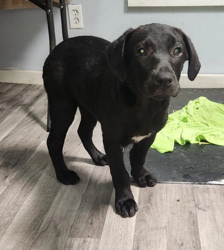 A young medium-sized female Black Labrador Retriever dog named Ebony for adoption in Marshall, AR