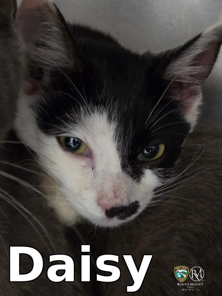 A young small-sized female Domestic Short Hair cat named Daisy for adoption in Rocky Mount, NC
