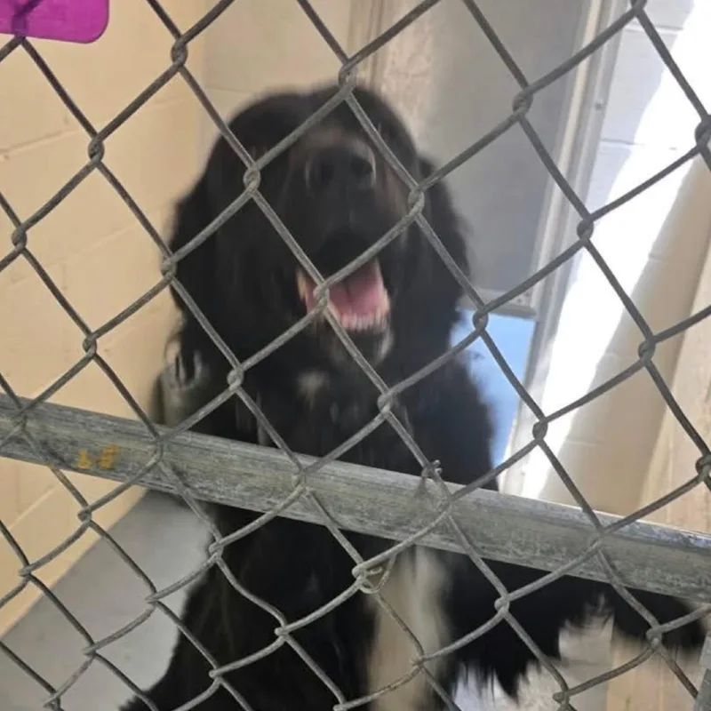 A young medium-sized male Black Labrador Retriever dog named Houstin for adoption in Carlin, NV