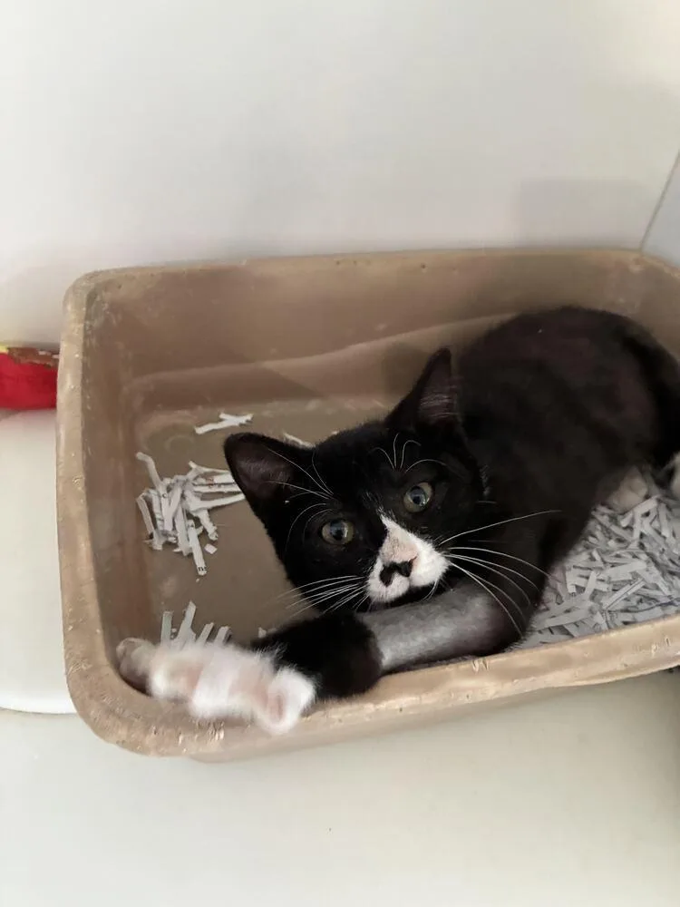 A baby small-sized female Domestic Short Hair cat named Rain for adoption in Marietta, GA