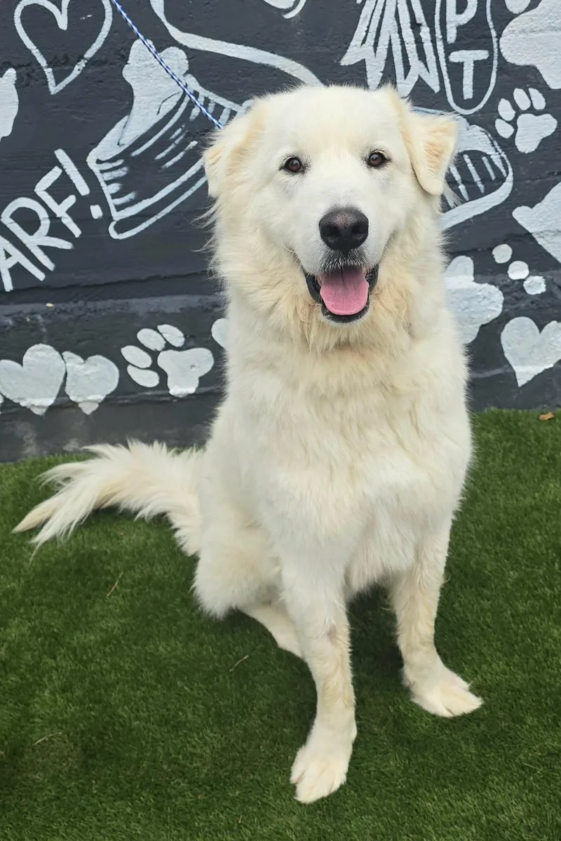 An adult large-sized male White / Cream Great Pyrenees dog named Elliot for adoption in Newport, TN