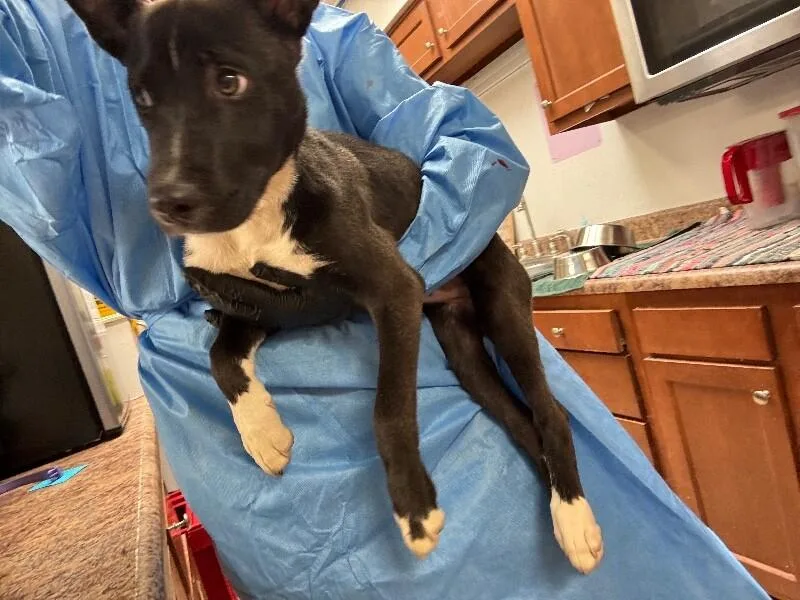 A young medium-sized female Brown / Chocolate Mixed Breed dog named Odessa for adoption in Cincinnati, OH