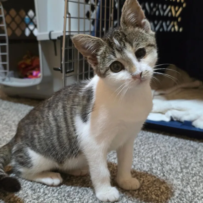A baby small-sized female Brown / Chocolate Domestic Short Hair cat named Slushy C for adoption in Princeton, MN