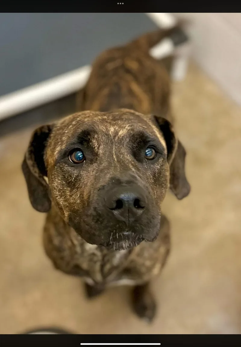 An adult medium-sized female Bicolor Presa Canario dog named Katie for adoption in Sherman, TX