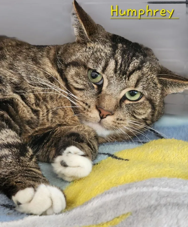 Humphrey thumbnail 2