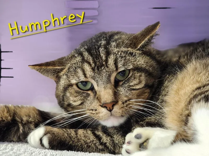 Humphrey thumbnail 3
