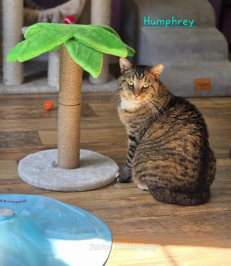 Humphrey thumbnail 4