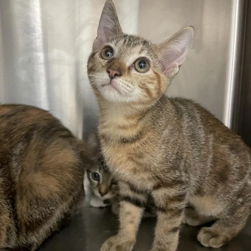 A baby small-sized female Torbie Domestic Short Hair cat named Ziva for adoption in Chattanooga, TN