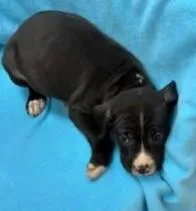 A young large-sized male Pit Bull Terrier dog named Wilbur for adoption in Kansas City, MO