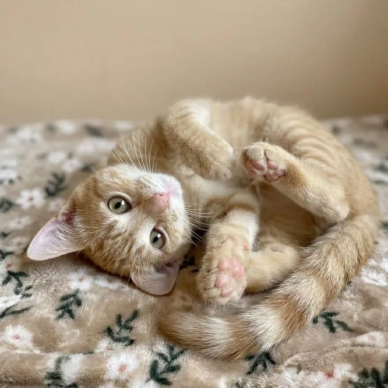 A baby medium-sized male Orange & White Domestic Short Hair cat named Cipher for adoption in Whitestown, IN