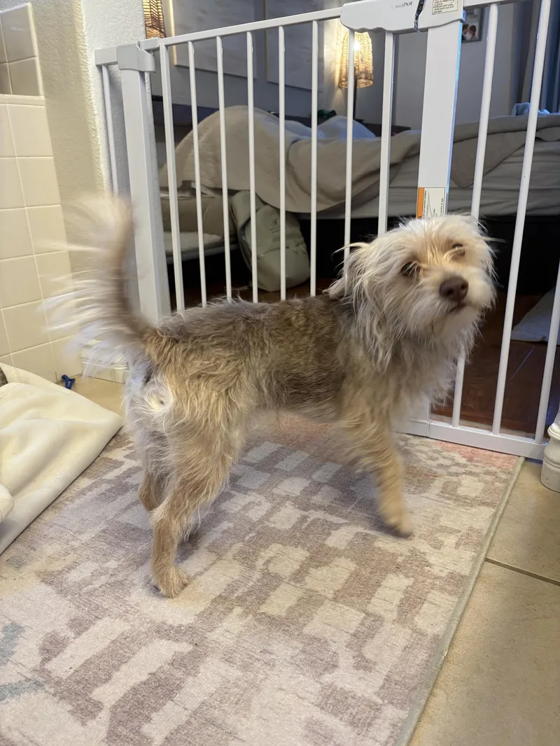 An adult small-sized male White / Cream Terrier dog named Ziggy for adoption in Las Vegas, NV
