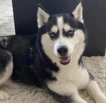 An adult large-sized female Husky dog named Yuki for adoption in St. Anne, IL