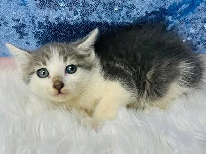 A young medium-sized male Gray & White Domestic Short Hair cat named Calore for adoption in Clarkesville, GA
