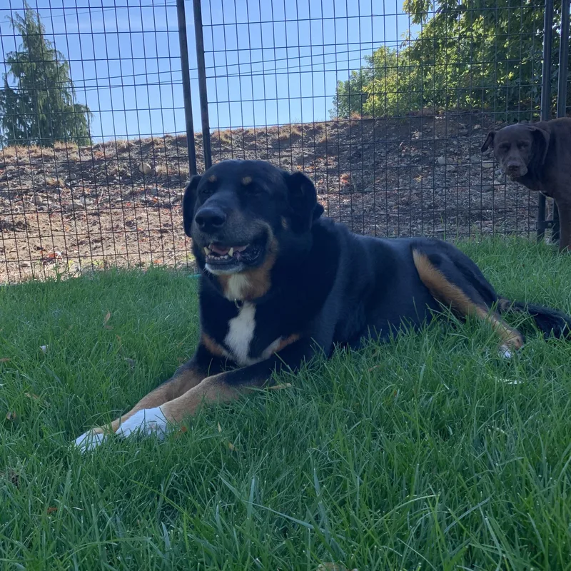 A senior large-sized male Black German Shepherd Dog dog named Doogie for adoption in Selah, WA