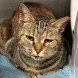 An adult medium-sized female Torbie Domestic Short Hair cat named Lil Mama for adoption in Lansing, MI