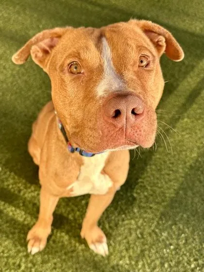 An adult large-sized male Yellow / Tan / Blond / Fawn Mixed Breed dog named Red for adoption in Wichita, KS