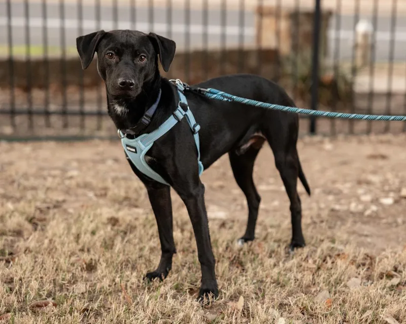 A young medium-sized male Black Labrador Retriever dog named Marty for adoption in Pflugerville, TX
