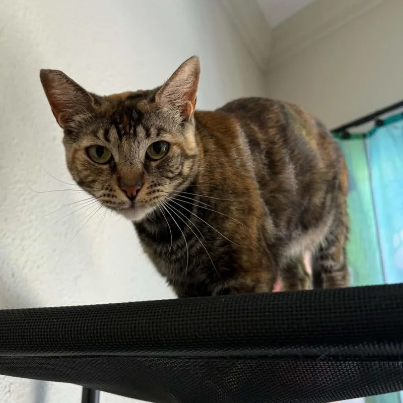 A young medium-sized female Torbie cat named Tortellini for adoption in Antioch, CA