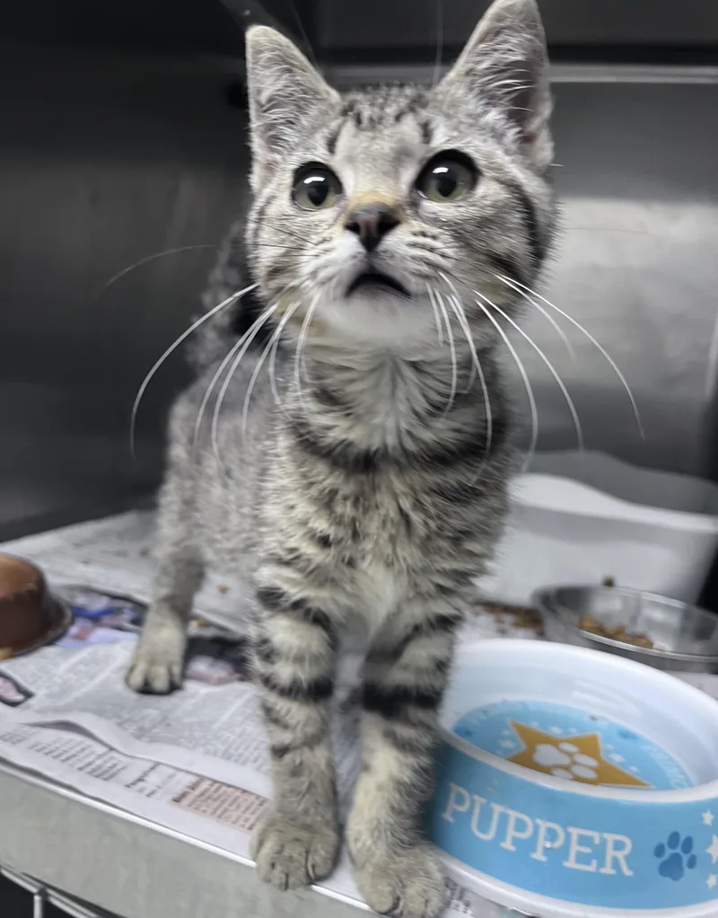 A baby medium-sized female Tabby (Brown / Chocolate) Domestic Short Hair cat named Sprite for adoption in Youngstown, OH